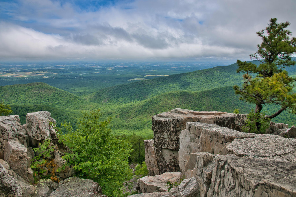 Blue Ridge, Appalachian Trail, Shenandoah, Wildlife